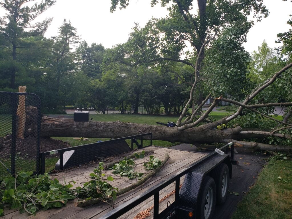 Trees & Bushes Care 1 20230630 190954